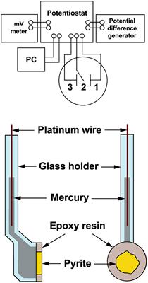 Can Sulfate Be the First Dominant Aqueous Sulfur Species Formed in the Oxidation of Pyrite by Acidithiobacillus ferrooxidans?